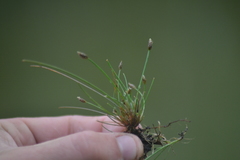 Eleocharis atropurpurea