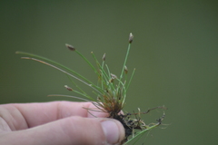 Eleocharis atropurpurea