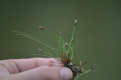 Eleocharis atropurpurea
