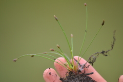 Eleocharis atropurpurea