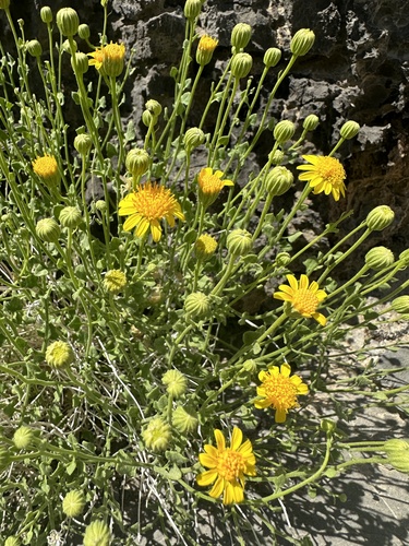 Image of Laphamia stansburyi by (c) Matt Berger, some rights reserved (CC BY)