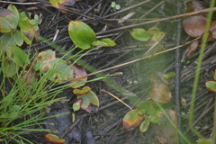 Eleocharis atropurpurea