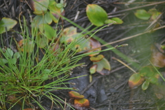 Eleocharis atropurpurea