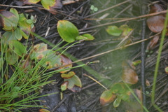 Eleocharis atropurpurea