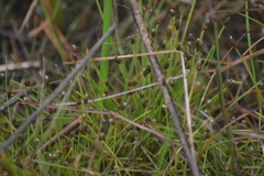 Eleocharis atropurpurea