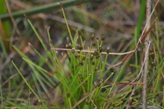 Eleocharis atropurpurea