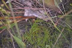 Eleocharis atropurpurea