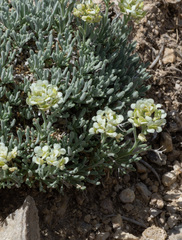 Lepidium ostleri, photograph (c) Matt Berger, some rights reserved (CC BY)