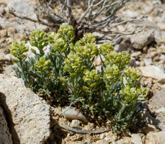 Lepidium ostleri, photograph (c) Matt Berger, some rights reserved (CC BY)