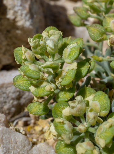 Lepidium ostleri, photograph 6