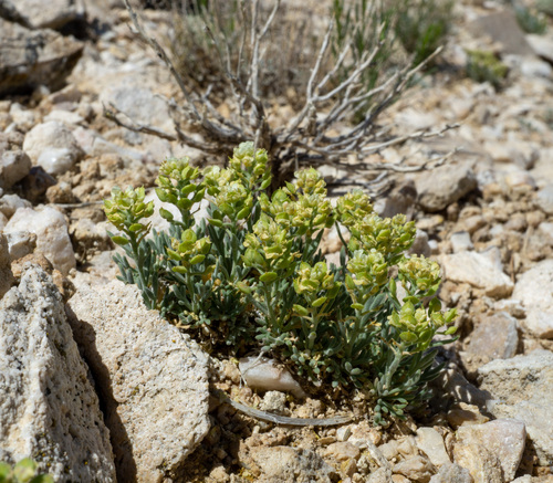 Lepidium ostleri, photograph 5