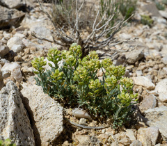 Lepidium ostleri, photograph (c) Matt Berger, some rights reserved (CC BY)