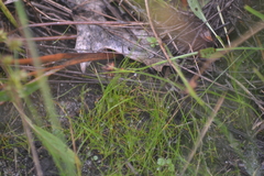 Eleocharis atropurpurea