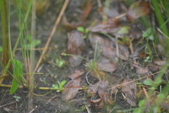 Eleocharis atropurpurea