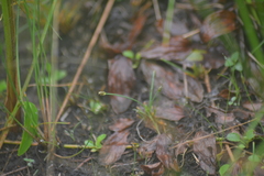Eleocharis atropurpurea