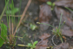 Eleocharis atropurpurea