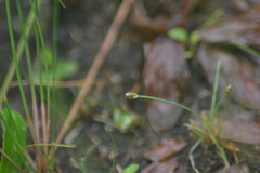 Eleocharis atropurpurea