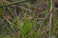 Eleocharis atropurpurea