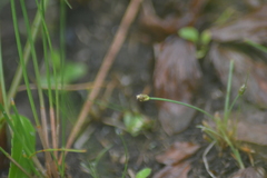 Eleocharis atropurpurea