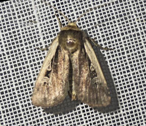 Flame Shoulder Moth photo 3
