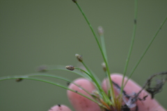 Eleocharis atropurpurea