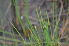 Eleocharis robbinsii