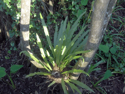 Campyloneurum phyllitidis