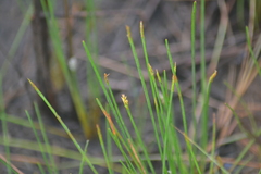 Eleocharis robbinsii