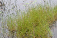 Eleocharis robbinsii