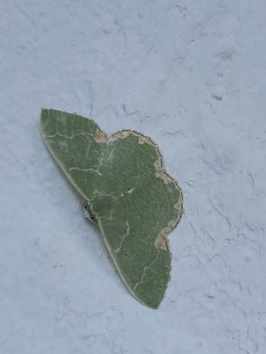 Comibaena pseudoneriaria