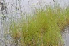 Eleocharis robbinsii