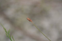 Eleocharis tricostata