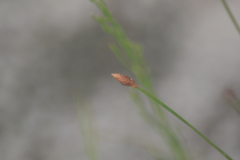 Eleocharis tricostata