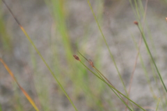 Eleocharis tricostata
