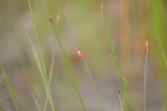 Eleocharis tricostata