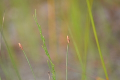 Eleocharis tricostata