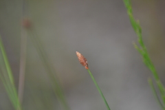 Eleocharis tricostata