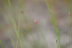 Eleocharis tricostata