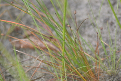 Eleocharis tricostata