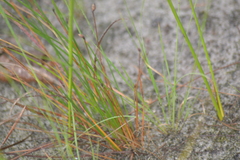 Eleocharis tricostata