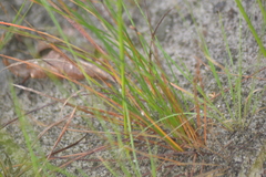 Eleocharis tricostata