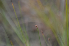 Eleocharis tricostata