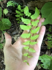 Adiantum philippense image