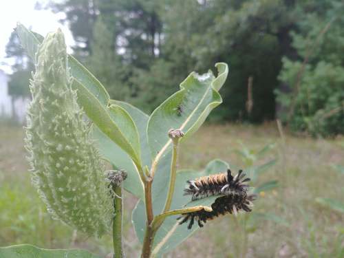 Milkweed Tussock Moth photo 5