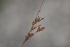 Juncus greenei