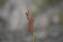 Juncus greenei