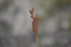 Juncus greenei