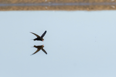 Common Swift photo 6