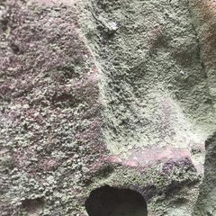 Botryolepraria lesdainii