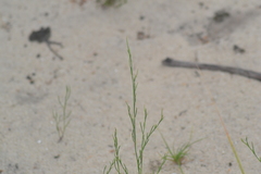 Polygonella articulata